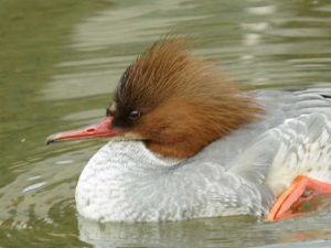 カワアイサ♀0215D 御蔭橋下流
