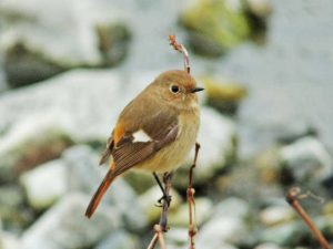 ジョウビタキ♀ ２月25日 河合橋上流