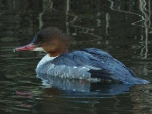 カワアイサ♀0208A-L 御影橋
