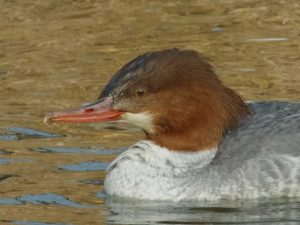 カワアイサ♀0224D-L