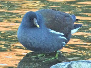 バン♂ 2月4日 御蔭橋上流