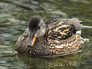 オカヨシガモ♀
