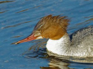 カワアイサ♀0205B-L 出町橋