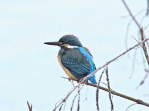 カワセミ♀0219A 河合橋上流