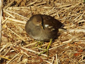 バン♀ 2月7日 御影橋