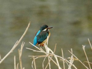 カワセミ♀ 2月25日 河合橋上流