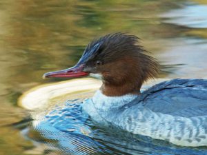 カワアイサ♀0214B 蓼倉橋