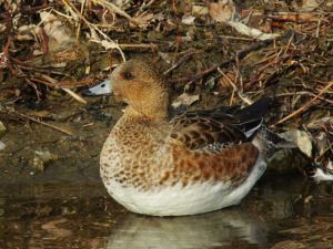 ヒドリガモ♀ 2月3日 御影橋
