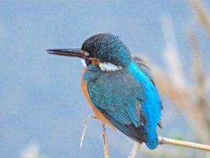カワセミ♂0219A 河合橋