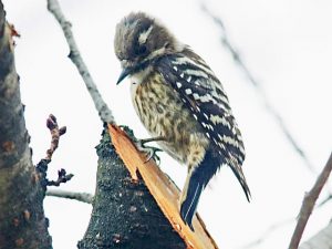 コゲラ 2月15日 蓼倉橋