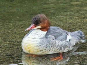 カワアイサ♀0219B 御影橋上流
