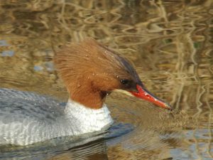 カワアイサ♀0224E-R 御影橋下流