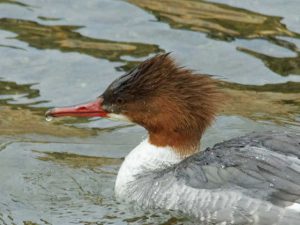 カワアイサ♀0218A 御影橋上流