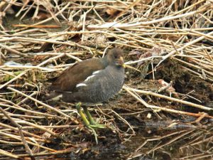 バン♀ 2月25日 御蔭橋上流