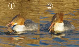 ♀0205A 大きな獲物を ① ②
