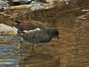 バン♀ 2月15日 御影橋