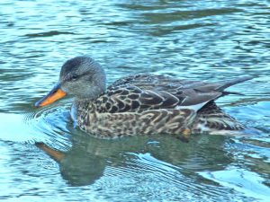 オカヨシガモ♀ 2月13日 御影橋上流