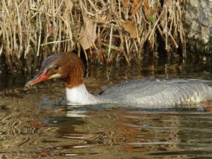 カワアイサ♀0228B 河合橋