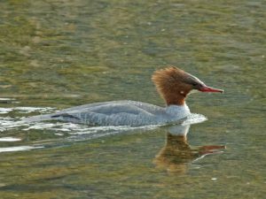 カワアイサ♀0228A 河合橋上流