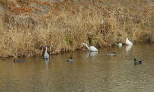 アオサギ ダイサギ コサギ マガモ カワアイサ♀3羽 2月24日 高野橋