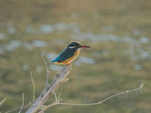 カワセミ♀ 2月12日 河合橋上流