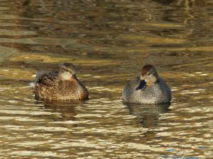 オカヨシガモ 2月7日 御影橋
