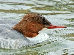 カワアイサ♀0215A 高野橋上流