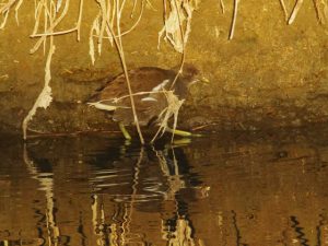 バン♀ 2月14日 御影橋