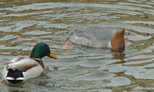 マガモ♂が至近距離から