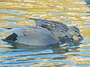 オカヨシガモ 2月13日 河合橋上流