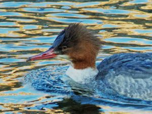 高野橋上流 2月5日 カワアイサ♀0205A-L