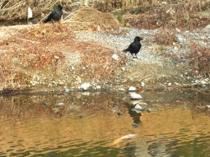 ハシブトガラス 2月28日 御蔭橋上流　死んだコイをついばみたいが