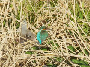 カワセミ♂ 2月14日 河合橋上流