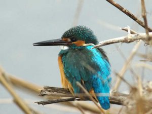 カワセミ♂ 2月25日 河合橋