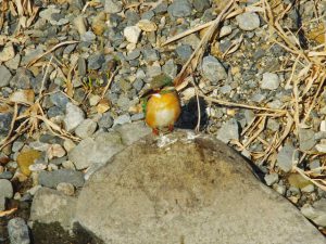 カワセミ♀ 2月14日 御影橋下流