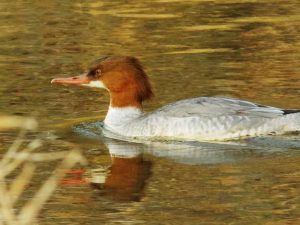 カワアイサ♀0212A 蓼倉橋上流