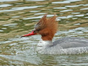 カワアイサ♀0219A 御影橋下流