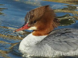 カワアイサ♀0213B 蓼倉橋下流