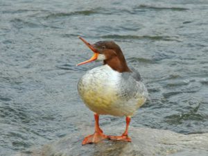 ♀0215A 松ヶ崎人道橋