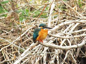 カワセミ♂ 2月25日 御蔭橋