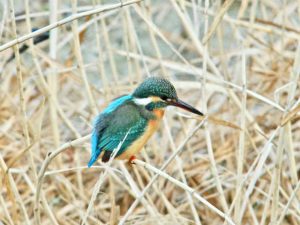 カワセミ♀0220A-1 河合橋