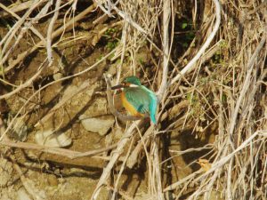 カワセミ♀ 2月16日 御影橋