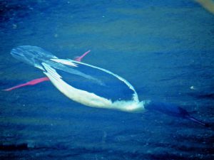 水中のカワアイサ -1