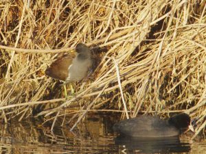 バン♂とオオバン 2月14日 御影橋