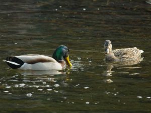 マガモ 2月28日 河合橋