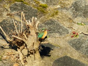 カワセミ♀ 2月13日 河合橋上流