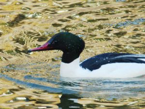 カワアイサ♂ 0214A 蓼倉橋
