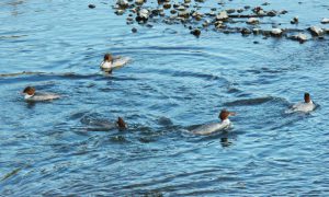 カワアイサ♀5羽 2月7日 河合橋
