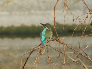 カワセミ♀ 2月27日 河合橋上流