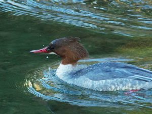 カワアイサ♀0214A 蓼倉橋
